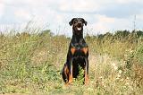 DOBERMANN 699